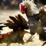 Đá gà trực tiếp thomo