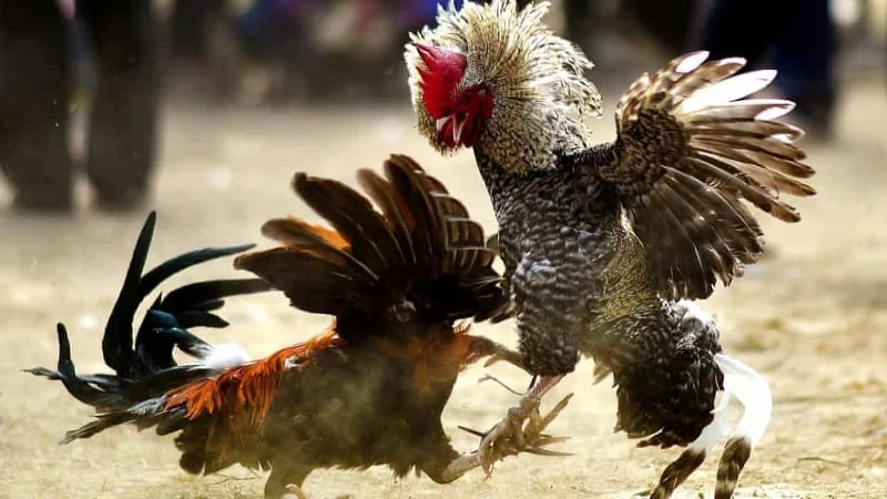 Luật chơi luôn đóng vai trò quan trọng và đá gà không phải là ngoại lệ