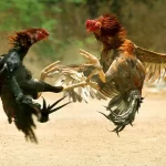 Luật đá gà miền Bắc